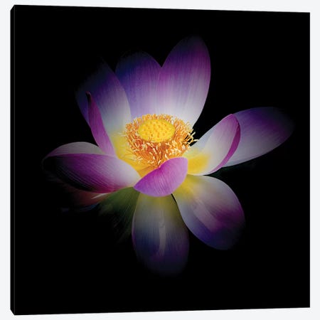 Rebirth of a Luminous Lotus Canvas Print #GOZ162} by George Oze Canvas Artwork