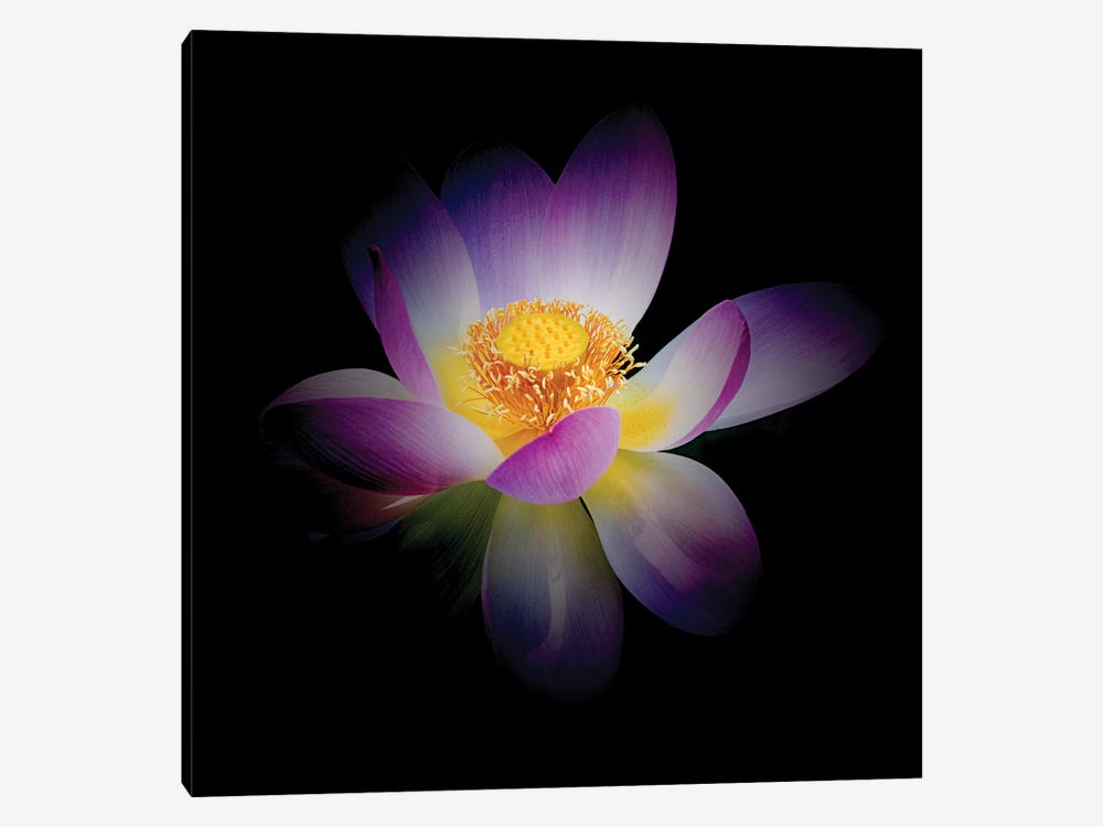 Rebirth of a Luminous Lotus by George Oze 1-piece Canvas Art