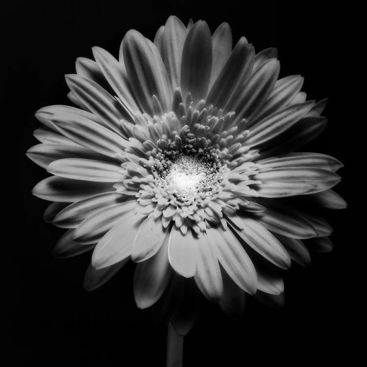 Red Gerbera Flower in Black and White