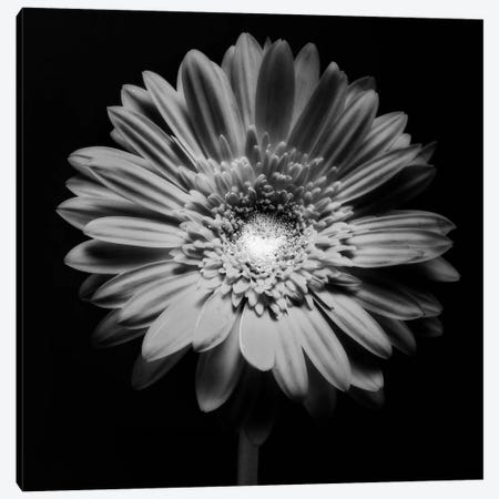 Red Gerbera Flower in Black and White Canvas Print #GOZ165} by George Oze Art Print