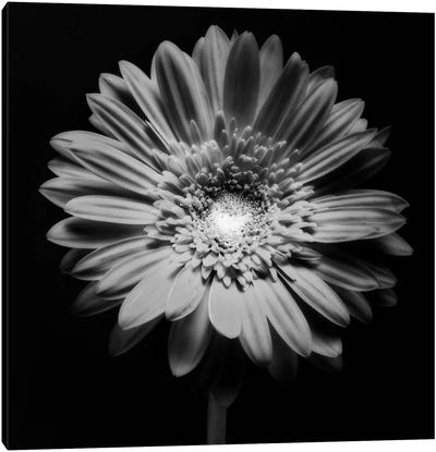 Red Gerbera Flower in Black and White Canvas Art Print