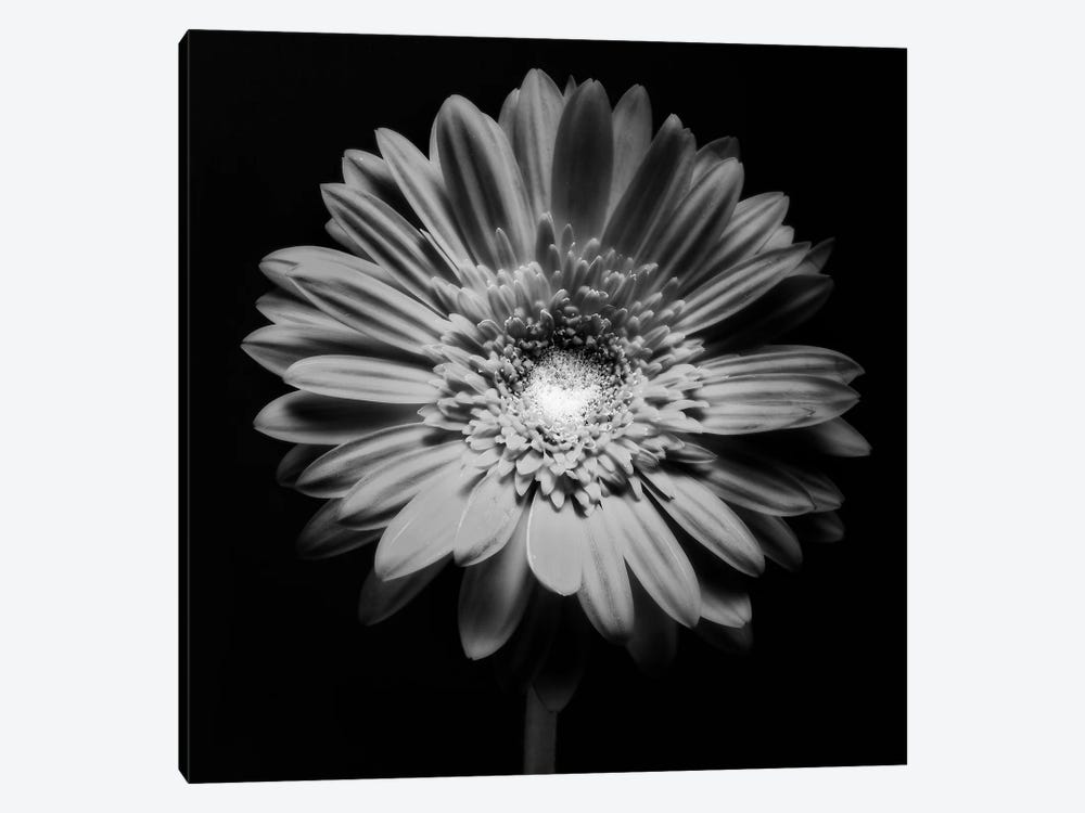 Red Gerbera Flower in Black and White by George Oze 1-piece Canvas Art Print