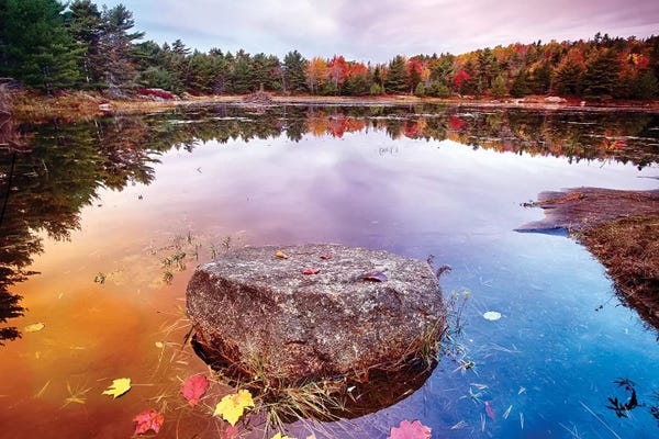 Acadia National Park: Rock with Fallen Leaves in a Pond, Acadia National Park, Mt Desert Island, Maine by George Oze