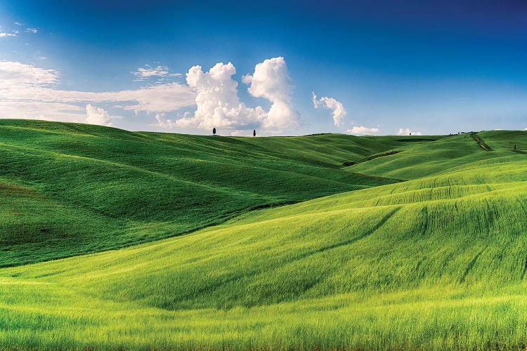 Rolling Hills with Cypress Trees and Wheat Fileds, Tuscany, Italy