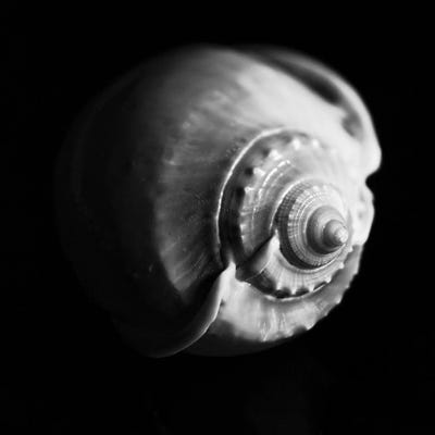 Shell Shape in Black by George Oze canvas print