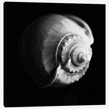 Shell Shape in Black Canvas Print #GOZ183} by George Oze Canvas Art