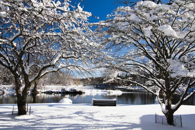 Snow Covered Trees, Winter Scenic, South Branch of Raritan River, Clinton, New Jersey