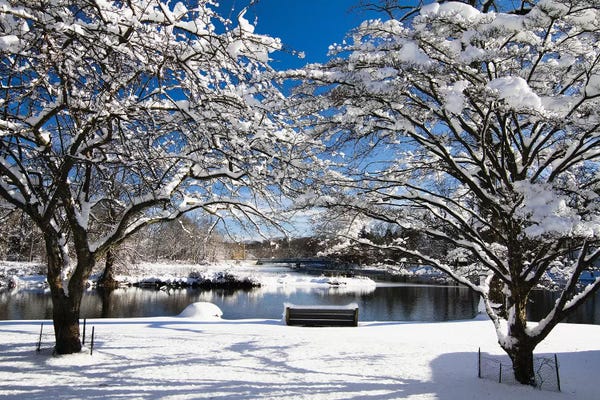 New Jersey: Snow Covered Trees, Winter Scenic, South Branch of Raritan River, Clinton, New Jersey by George Oze