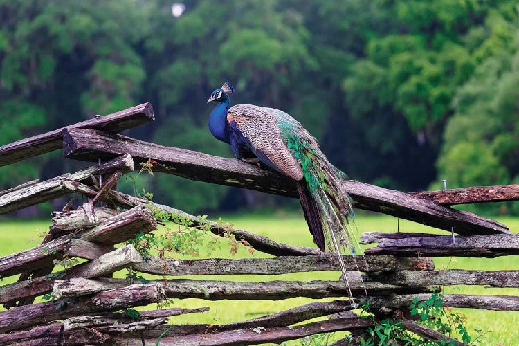 A Male Indian Peacock Resting on a Wooden Fence, Magnolia Panatation, Charleston, South Carolina