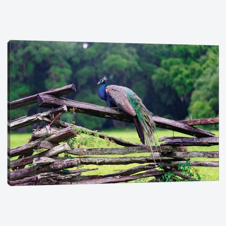 A Male Indian Peacock Resting on a Wooden Fence, Magnolia Panatation, Charleston, South Carolina Canvas Print #GOZ1} by George Oze Canvas Artwork