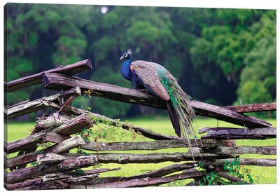 A Male Indian Peacock Resting on a Wooden Fence, Magnolia Panatation, Charleston, South Carolina Canvas Art Print - George Oze