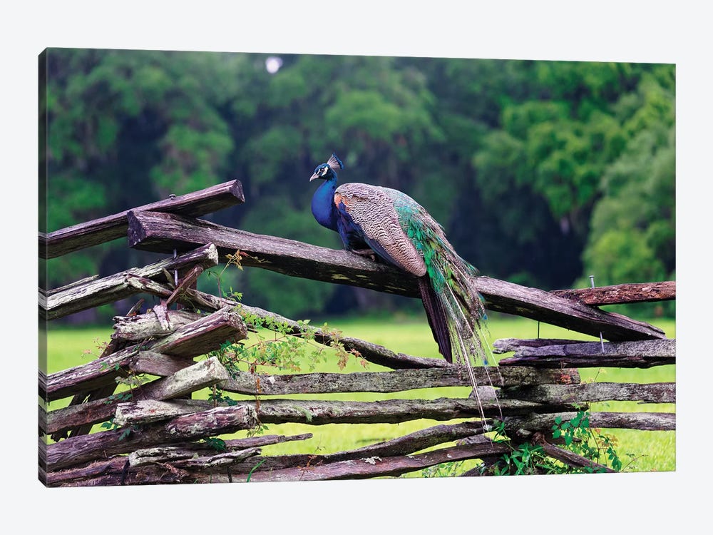A Male Indian Peacock Resting on a Wooden Fence, Magnolia Panatation, Charleston, South Carolina by George Oze 1-piece Canvas Artwork