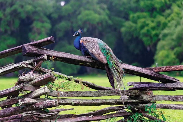 A Male Indian Peacock Resting on a Wooden Fence, Magnolia Panatation, Charleston, South Carolina