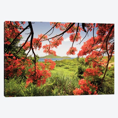 Tamarind Bay View Through a Flamboyan Tree, Culebra Island, Puerto Rico Canvas Print #GOZ203} by George Oze Art Print