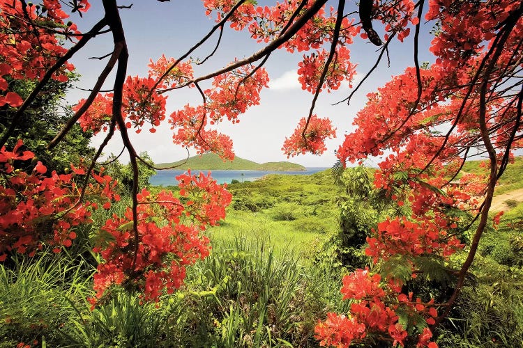 Tamarind Bay View Through a Flamboyan Tree, Culebra Island, Puerto Rico by George Oze wall art