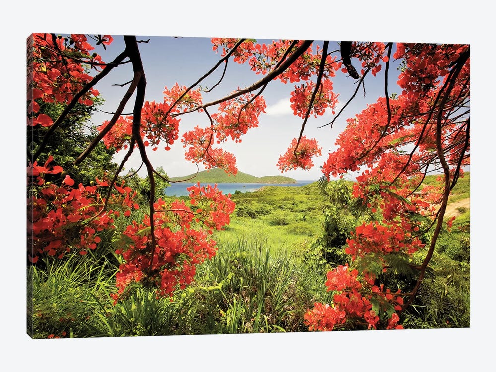 Tamarind Bay View Through a Flamboyan Tree, Culebra Island, Puerto Rico by George Oze 1-piece Art Print