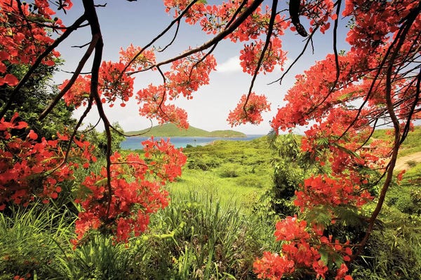 Puerto Rico: Tamarind Bay View Through a Flamboyan Tree, Culebra Island, Puerto Rico by George Oze