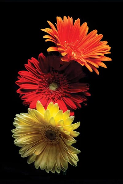 George Oze: Three Luminous Daises Against Black Background by George Oze