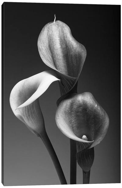 Three Pink Calla Lilies in Black and White Canvas Art Print - Lily Art