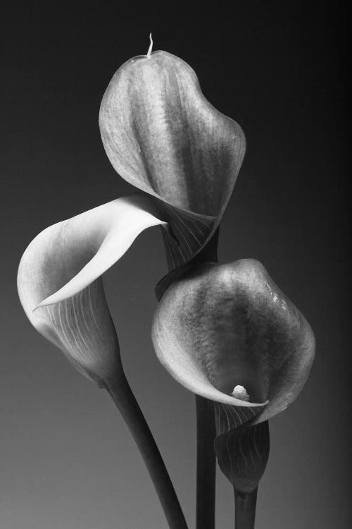 Three Pink Calla Lilies in Black and White