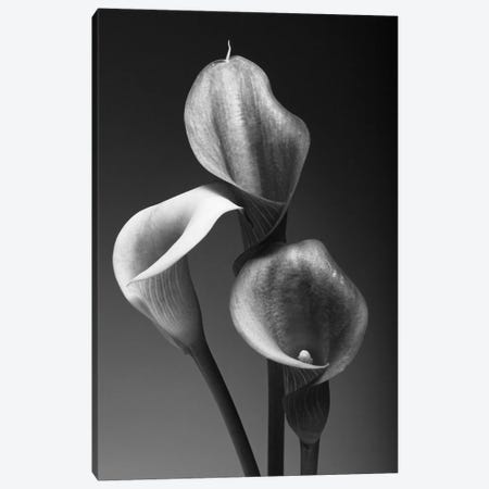 Three Pink Calla Lilies in Black and White Canvas Print #GOZ208} by George Oze Canvas Art Print