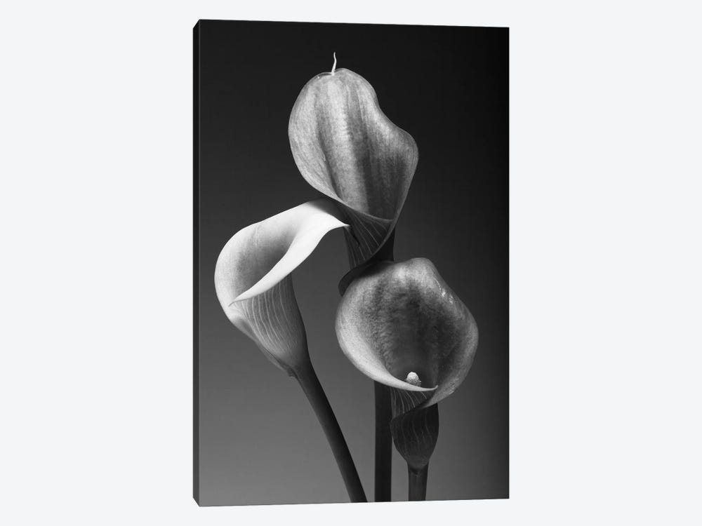 Three Pink Calla Lilies in Black and White by George Oze 1-piece Canvas Artwork