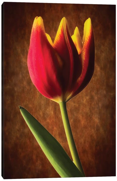 Tulip Glow Canvas Art Print - Tulip Art