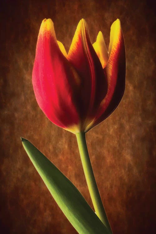 Tulip Glow by George Oze wall art