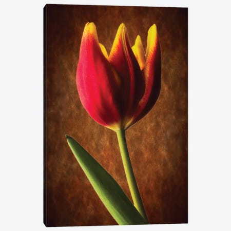 Tulip Glow Canvas Print #GOZ209} by George Oze Art Print