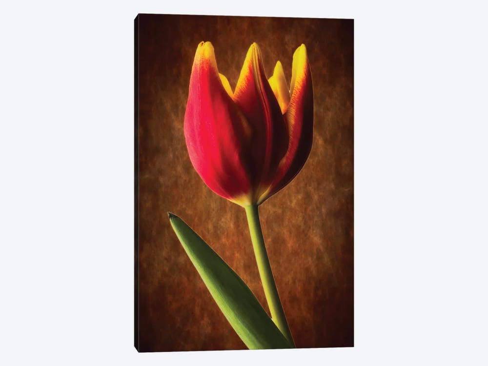 Tulip Glow by George Oze 1-piece Art Print