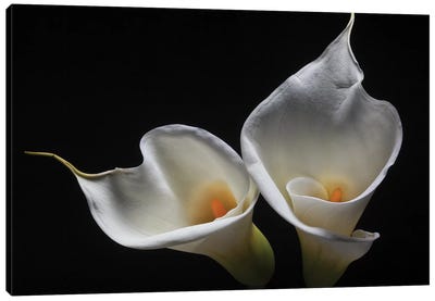 Two Calla Lilies Canvas Art Print - George Oze