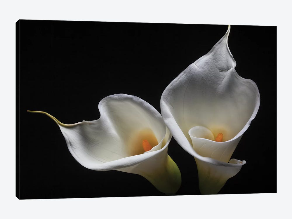 Two Calla Lilies by George Oze 1-piece Art Print