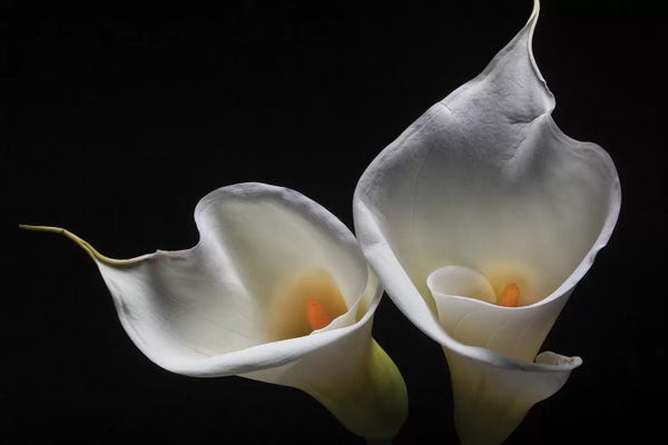 Lilies: Two Calla Lilies by George Oze