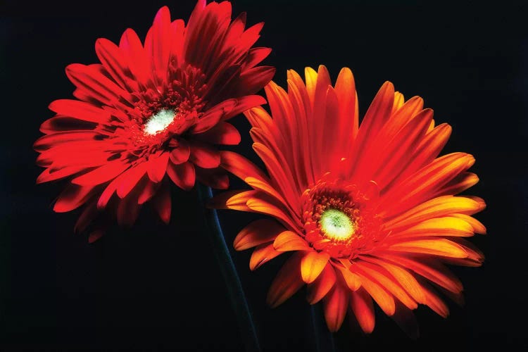 Two Luminous Daises Against Black Background