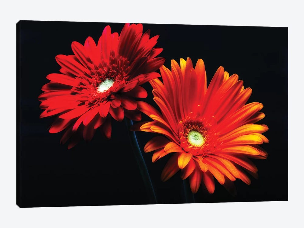 Two Luminous Daises Against Black Background by George Oze 1-piece Canvas Artwork