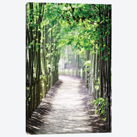 Walking Path in the Woods, New Jersey Canvas Print #GOZ234} by George Oze Canvas Art Print