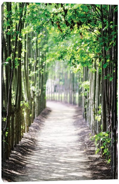 Walking Path in the Woods, New Jersey Canvas Art Print - New Jersey Art