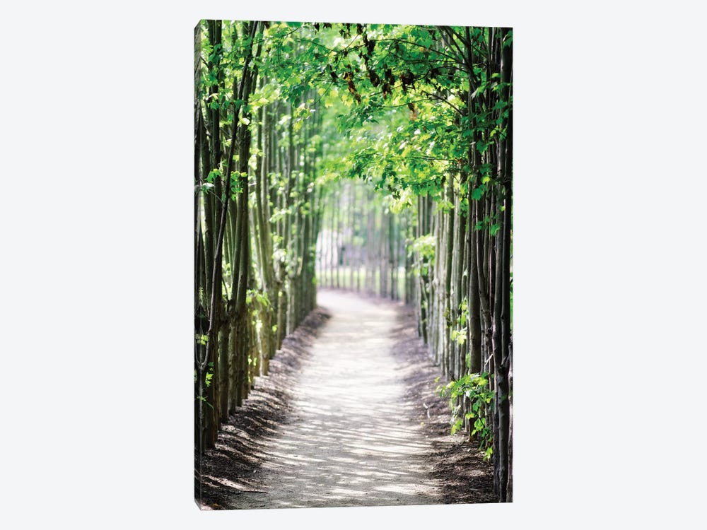 Walking Path in the Woods, New Jersey by George Oze 1-piece Canvas Art Print