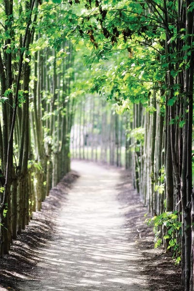 George Oze: Walking Path in the Woods, New Jersey by George Oze