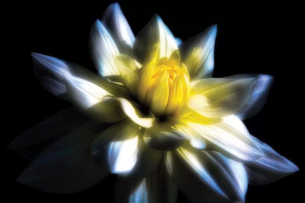 Dahlias: Waterlily Dahlia on Black Backround by George Oze