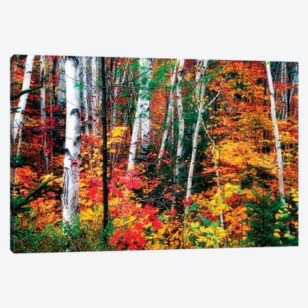 White Bark. Colorful Leaves, New Hampshire Canvas Print #GOZ238} by George Oze Canvas Artwork