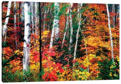 White Bark. Colorful Leaves, New Hampshire Canvas Art Print - George Oze