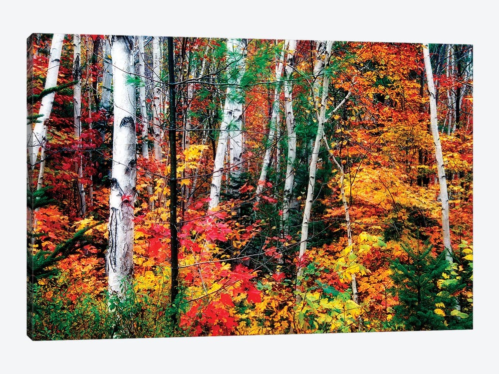 White Bark. Colorful Leaves, New Hampshire by George Oze 1-piece Canvas Print