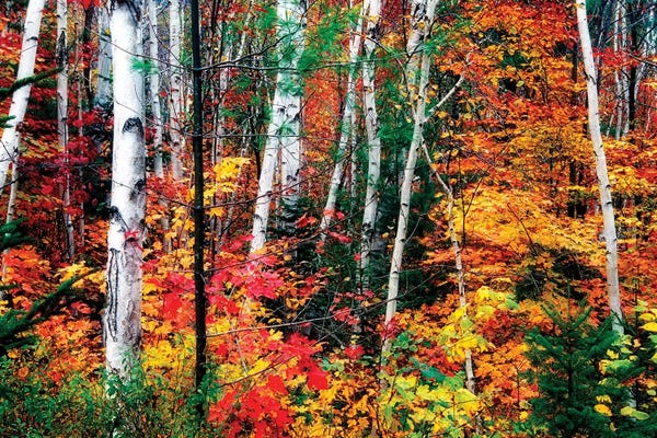 George Oze: White Bark. Colorful Leaves, New Hampshire by George Oze