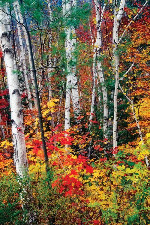 White Barks and Colorful Leaves, White Mountains,New Hampshire