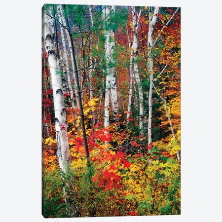 White Barks and Colorful Leaves, White Mountains,New Hampshire Canvas Print #GOZ239} by George Oze Canvas Artwork