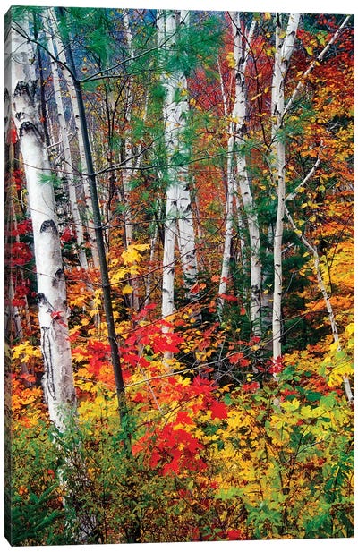 White Barks and Colorful Leaves, White Mountains,New Hampshire Canvas Art Print - George Oze