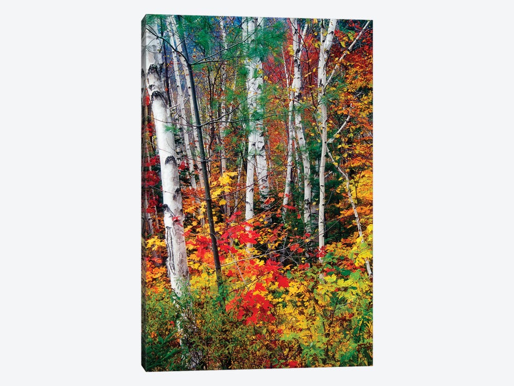 White Barks and Colorful Leaves, White Mountains,New Hampshire by George Oze 1-piece Canvas Wall Art