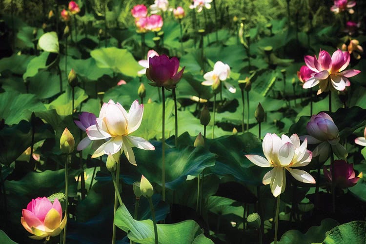 Blooming Lotus Flowers