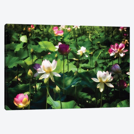 Blooming Lotus Flowers Canvas Print #GOZ246} by George Oze Canvas Art